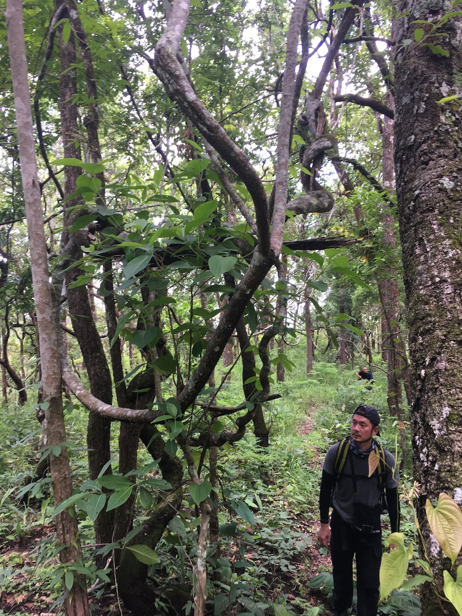 Trekking 18 Km PHU HUAD  SUMMIT 5